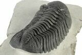 Very Nice, Large, Morocops Trilobite - Excellent Eyes #197134-5